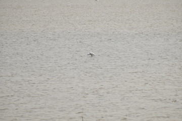 a white crane is standing on the water for searching food in the lake.