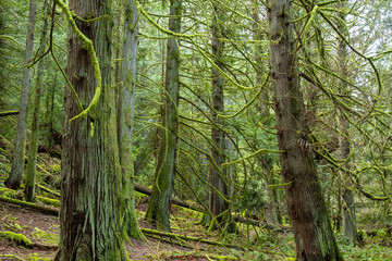 red wood trees in the forest covered with green Lichen