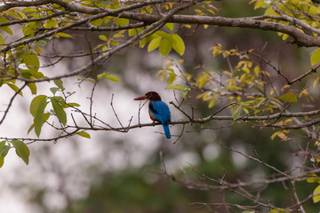 White-throated kingfisher (Halcyon smyrnensis) in nature