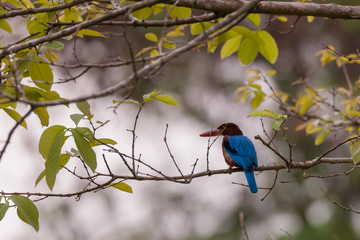 White-throated kingfisher (Halcyon smyrnensis) in nature