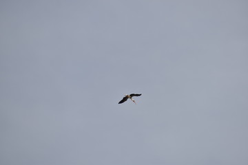 a white crane was flying in the blue sky.
