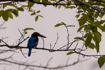White-throated kingfisher (Halcyon smyrnensis) in nature