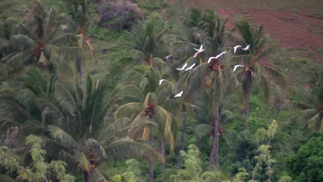 beautiful aerial view of the jungle and a flock of white birds flies over forest green forest and the white birds above it