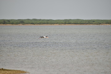 a beautiful water bird or crane is flying over the water in the lake