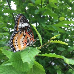 orange and black butterfly in leaves