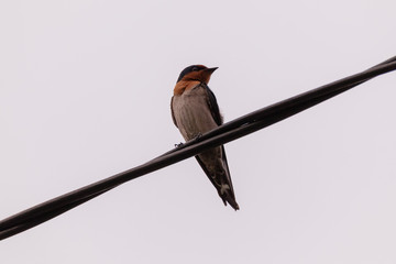 colorful barn swallow bird with brilliant blue and purple feathers perched on a electric wire