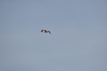 a beautiful pelican bird is flying on the sky, close up view of the pelican