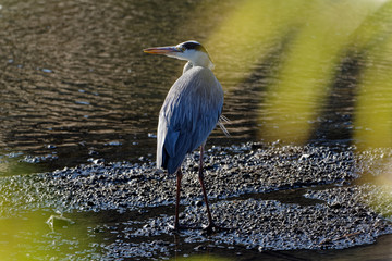 grey heron Ardea cinerea in Fukuoka, Japan