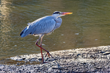 grey heron Ardea cinerea in Fukuoka, Japan