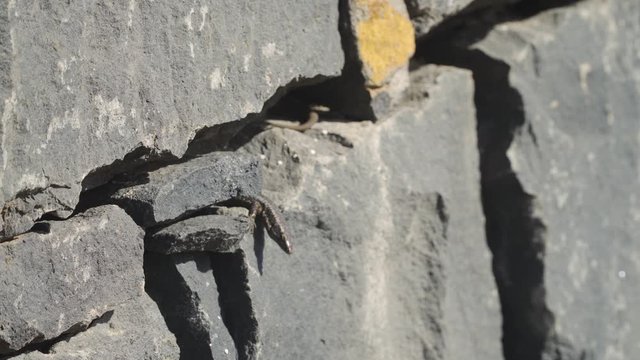Lagartixa da madeira, lacerta dugesii having baths of sun, this species of lizard is endemic of madeira island, Portugal.