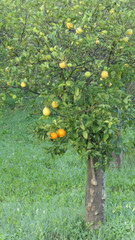 Lemon and orange tree in lush grass