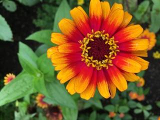 red and yellow flower in the garden