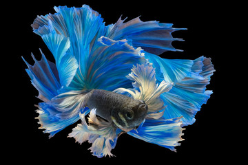 Beautiful movement of blue betta fish tail, Siamese fighting fish, Betta splendens isolated on black background.