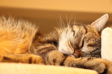 のんびり寝る猫アメリカンショートヘアー