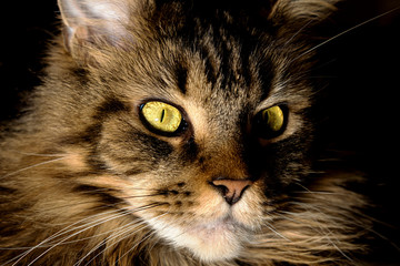 Portrait of a cat. Maine Coon with green eyes close-up