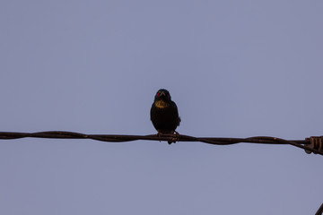 beautiful bird perched on wired