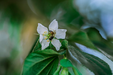 Muntingia calabura, and was named in honour of Abraham Munting