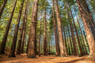 Obraz premium The Big Red Woods forest in Te Mata Peak of Hawke's Bay region, New Zealand. This grove of 223 stunning California redwoods was planted in 1927 is one of the most popular places in Te Mata Park.