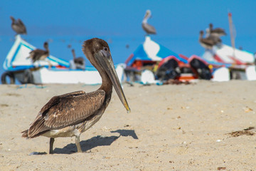 Close up of pelican on a tropical beach