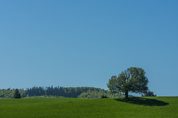 baum mit schatten und blauen himmel