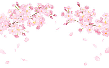 春の花：さくらと散る花びらのアーチ型フレーム。　水彩イラスト（ベクター）