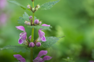 taubnessel im fruehling detail
