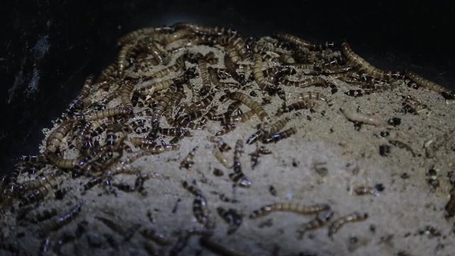 A group of super worms inside a black box