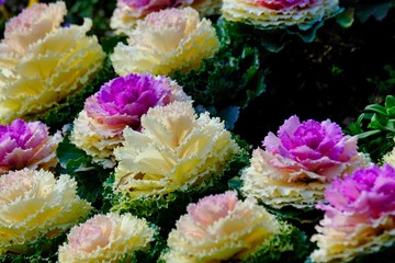 peony flower