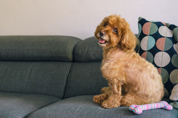 An adorable brown Poodle dog sitting on sofa with the toy when relaxing at home.