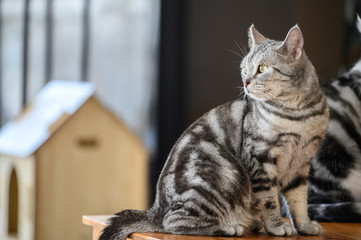 Portrait of young American shorthair cat standing on wooden table. Sharp focus on the face of this cat. American Shorthair is the pedigreed version of the well-known and beloved domestic shorthair.