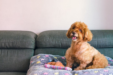 An adorable brown Poodle dog sitting on sofa with the toy when relaxing at home.