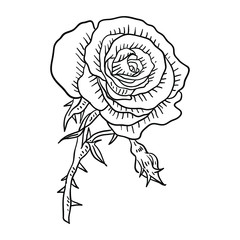 Vector Illustration Single Flower line drawing
