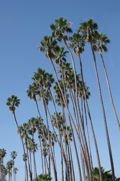 Low angle view of the very tall fan palms at the Santa Barbara, California beach under blue sky
