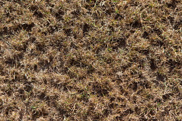Dry grass in drought at Tinaroo Falls Dam on the Atherton Tableland in Queensland, Australia