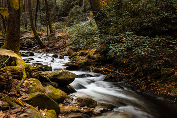 Obraz premium mountain stream in the forest