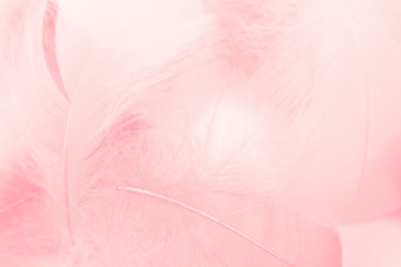 Fototapeta na wymiar Beautiful abstract colorful white and pink feathers on white background and soft white feather texture on white pattern and light pink background valentine day
