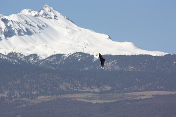 Buzzard flying  snowy volcano 