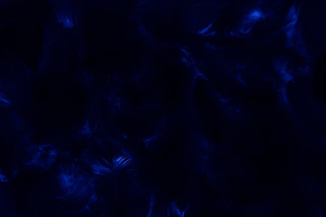 Obraz na płótnie Canvas Beautiful abstract colorful black and blue feathers on black background and soft dark feather texture on dark pattern and blue background, colorful feather, black banners