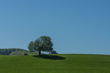 einzelner baum mit schatten