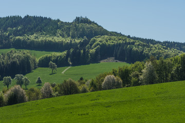 Obraz premium gruene naturlandschaft im fruehling