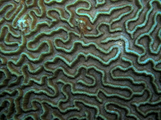 The amazing and mysterious underwater world of Indonesia, North Sulawesi, Manado, stone coral