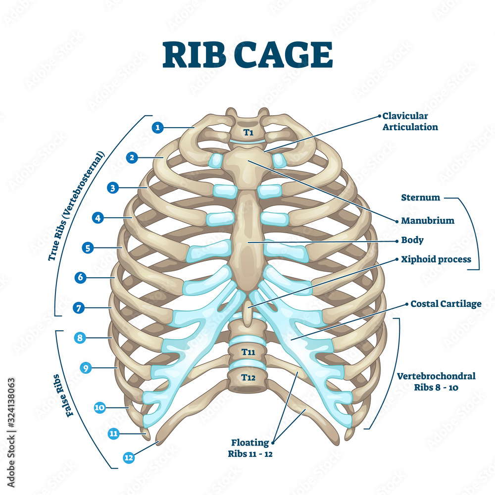 Poster rib cage anatomy, labeled vector illustration diagram