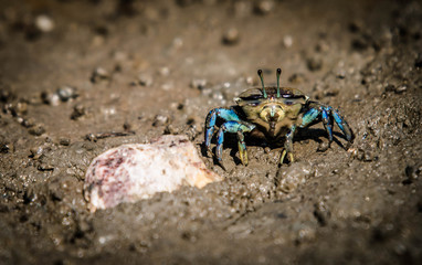 Fiddler crab in mangrove forest by the sea 
