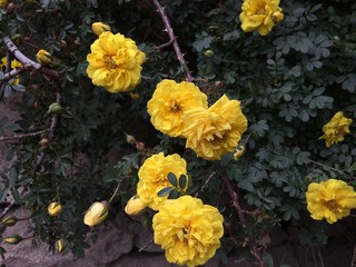Bright Yellow Flower from Ladhak India