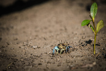Fiddler crab in mangrove forest by the sea 