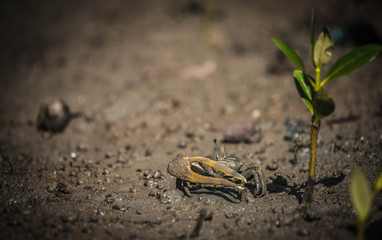 Fiddler crab in mangrove forest by the sea 