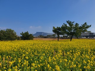 Korea Jeju Yellow Flower Field