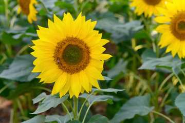 blooming sunflowers in a sunny morning