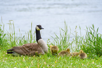 ライン川のカナダガン