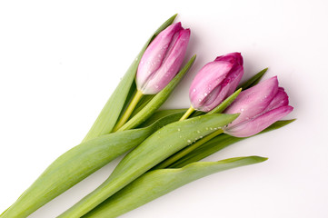 bouquet of tulips isolated on white